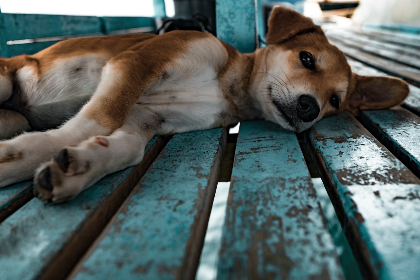 Сразу не усыпят: поправки в порядок деятельности ПВС для собак в Астраханской области отменены