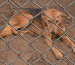 Госприюты отменить, невостребованных усыпить: в астраханскую облдуму внесен радикальный законопроект о бездомных собаках